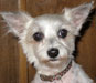 amos dog